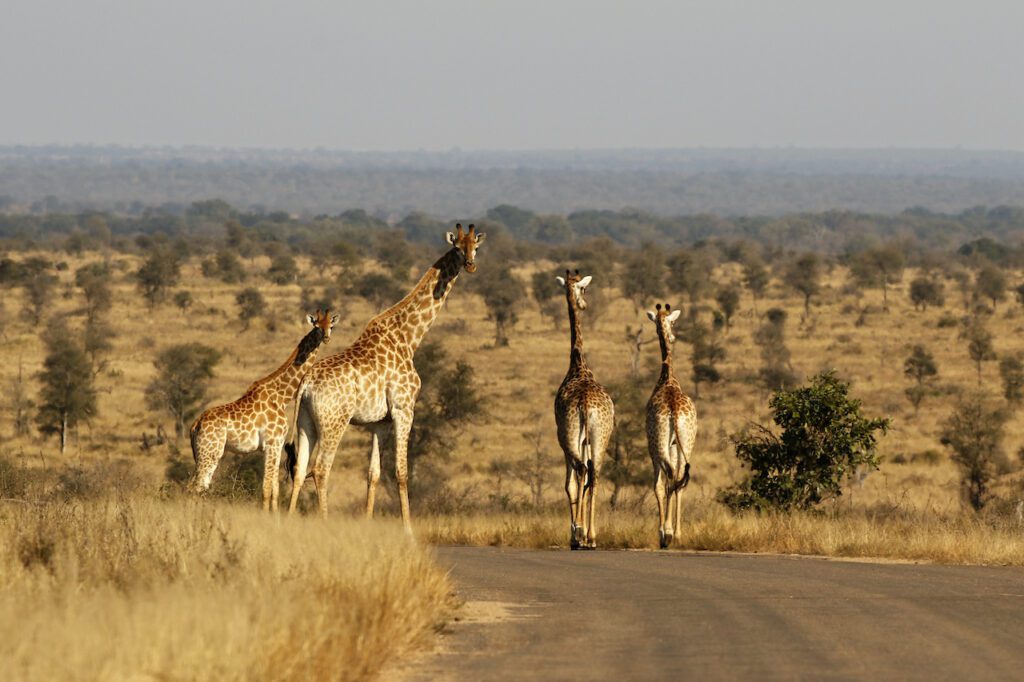 Animal mammal giraffe landscape savanna bush-land nature Kruger road horizon